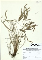 藏品(掌鳳尾蕨)的圖片